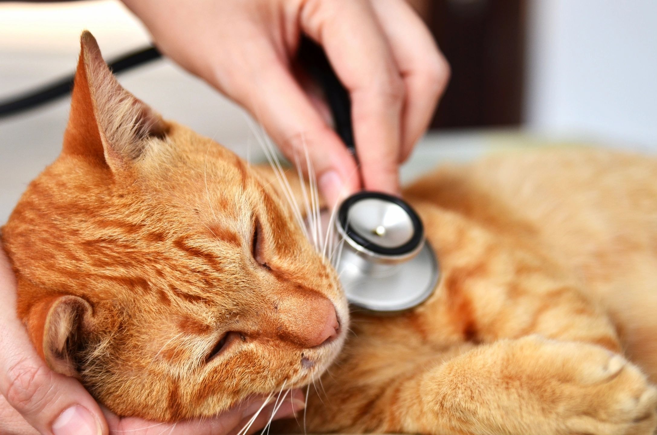 Orange tabby cat receiving veterinary care